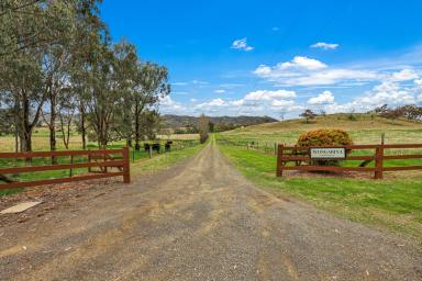 Livestock For Sale - NSW - Loomberah - 2340 - Lifestyle & Acres close to Tamworth  (Image 2)