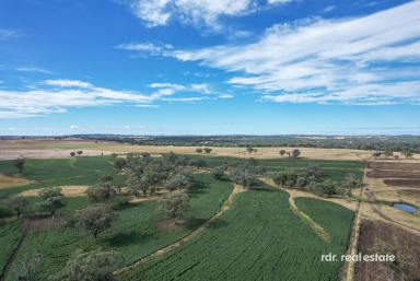 Mixed Farming For Sale - NSW - Delungra - 2403 - TORRAKINA  (Image 2)
