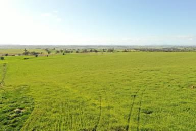 Mixed Farming For Sale - NSW - Young - 2594 - "Heart of the Hilltops" Mixed Farming Opportunity  (Image 2)