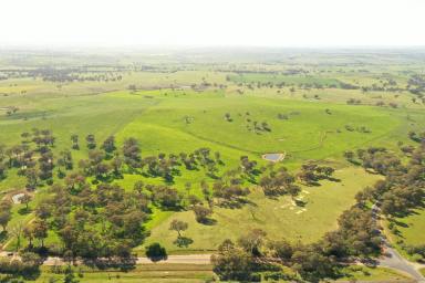 Mixed Farming For Sale - NSW - Young - 2594 - "Heart of the Hilltops" Mixed Farming Opportunity  (Image 2)