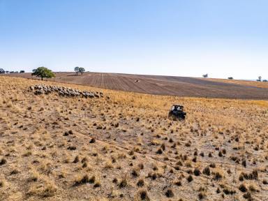 Cropping Auction - NSW - Young - 2594 - "Heart of the Hilltops" Mixed Farming Opportunity  (Image 2)