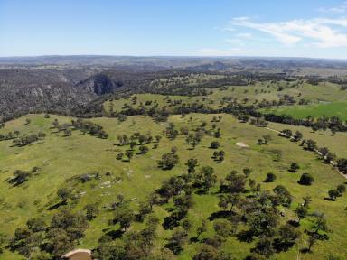 Livestock For Sale - NSW - Canyonleigh - 2577 - 300 Acre Grazing Property  (Image 2)