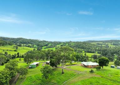 Livestock For Sale - NSW - Kyogle - 2474 - "HARRINGTON"  (Image 2)