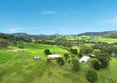 Livestock For Sale - NSW - Kyogle - 2474 - "HARRINGTON"  (Image 2)