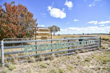 Mixed Farming For Sale - NSW - Inverell - 2360 - PINDAROI STATION  (Image 2)
