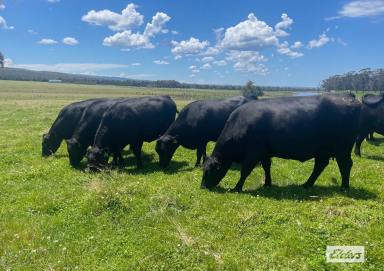 Other (Rural) For Sale - VIC - Devon North - 3971 - OUTSTANDING FACILITIES WITH LUXURIOUS HOME  (Image 2)
