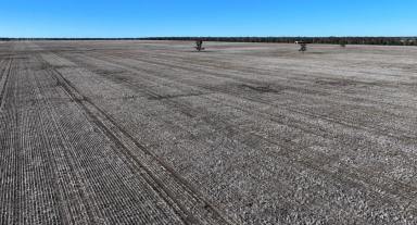 Mixed Farming For Sale - NSW - Moree - 2400 - "Terlings" & "Dundenoon" - First Class Soils  (Image 2)