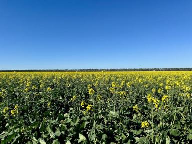 Mixed Farming Sold - NSW - Moree - 2400 - "Dundenoon" Moree  (Image 2)