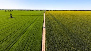 Mixed Farming For Sale - NSW - Moree - 2400 - Institutional Grade Dryland Cropping and Grazing  (Image 2)