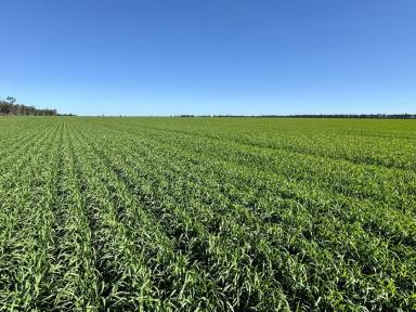 Mixed Farming For Sale - NSW - Moree - 2400 - Institutional Grade Dryland Cropping and Grazing  (Image 2)