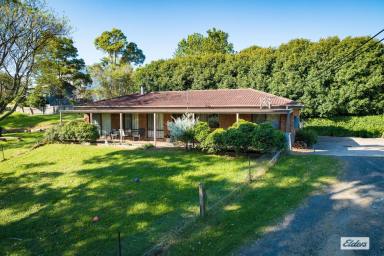 House For Sale - NSW - Bega - 2550 - AN ACRE ON THE EDGE OF TOWN  (Image 2)