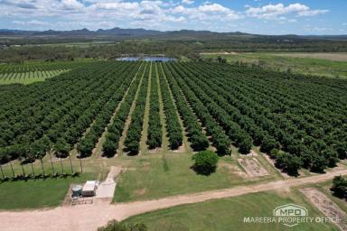 Horticulture For Sale - QLD - Dimbulah - 4872 - INCOME-PRODUCING AVOCADO ENTERPRISE  (Image 2)