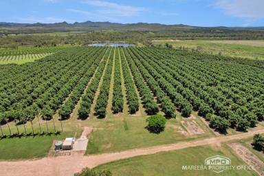 Horticulture For Sale - QLD - Dimbulah - 4872 - INCOME-PRODUCING AVOCADO ENTERPRISE (Image 2)