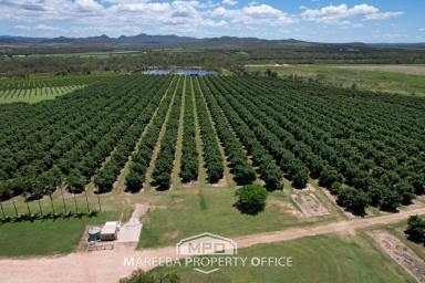 Horticulture For Sale - QLD - Dimbulah - 4872 - PRODUCING AVOCADO FARM  (Image 2)