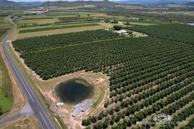 Horticulture For Sale - QLD - Dimbulah - 4872 - INCOME-PRODUCING AVOCADO ENTERPRISE  (Image 2)