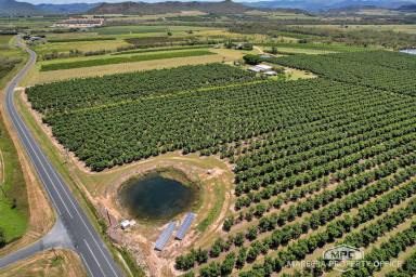 Horticulture For Sale - QLD - Dimbulah - 4872 - INCOME-PRODUCING AVOCADO ENTERPRISE (Image 2)