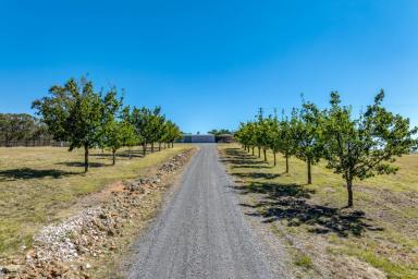 Farmlet Sold - NSW - Goulburn - 2580 - Road to Peace and Freedom !  (Image 2)