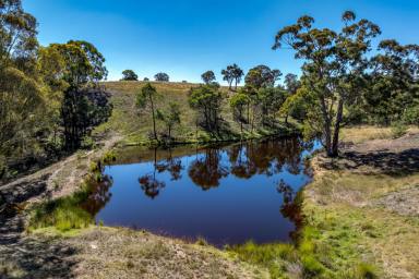Farmlet For Sale - NSW - Goulburn - 2580 - Road to Peace and Freedom !  (Image 2)