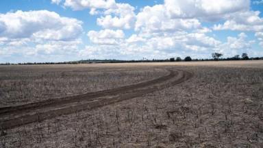 Cropping Sold - NSW - Gurley - 2398 - Mallanganee  (Image 2)