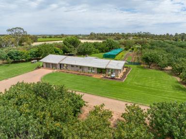 House Auction - VIC - Swan Hill - 3585 - "Gayton Grange" - Swan Hill Farm Lifestyle with Income  (Image 2)