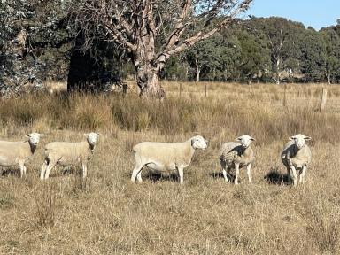 Mixed Farming For Sale - NSW - Lerida - 2581 - Super Value, $3,288 per acre.  (Image 2)