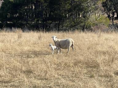 Mixed Farming For Sale - NSW - Lerida - 2581 - Super Value, $3,288 per acre.  (Image 2)