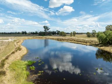 Livestock For Sale - QLD - Oman Ama - 4352 - "Artunga" – A Harmony of Water and Diversity.  (Image 2)