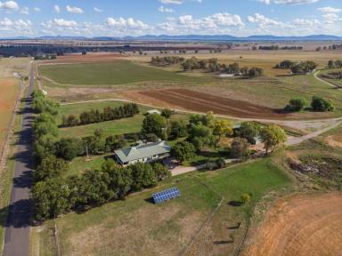 Commercial Farming For Sale - NSW - Attunga - 2345 - Exceptional Farming Estate with Airstrip in the Heart of Attunga  (Image 2)