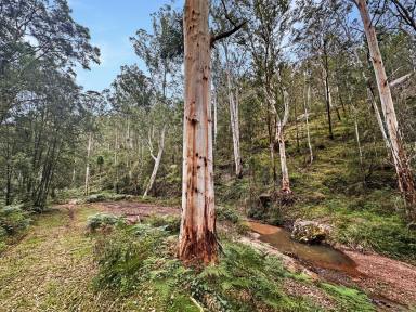 Lifestyle For Sale - NSW - Paynes Crossing - 2325 - 80 Acres of Pristine Bushland  (Image 2)