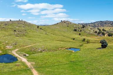 Mixed Farming For Sale - NSW - Wyangala - 2808 - 691AC* FAMILY HOME SET ON THE BANK OF THE LACHLAN RIVER!  (Image 2)