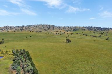 Mixed Farming For Sale - NSW - Wyangala - 2808 - 691AC* FAMILY HOME SET ON THE BANK OF THE LACHLAN RIVER!  (Image 2)