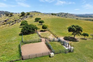 Mixed Farming For Sale - NSW - Wyangala - 2808 - 691AC* FAMILY HOME SET ON THE BANK OF THE LACHLAN RIVER!  (Image 2)