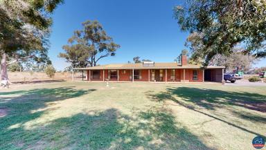 Cropping For Sale - VIC - Harston - 3616 - Taste of Tatura  (Image 2)