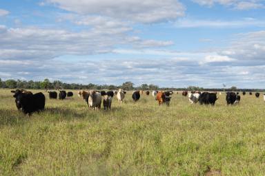 Livestock Auction - QLD - Flinton - 4422 - "Dorne", Retirement beckons... 

A centralized and versatile Cattle property that will suit a number of buyers requirements.  (Image 2)