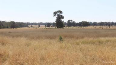 Mixed Farming For Sale - NSW - Tomingley - 2869 - Spring Paddock  (Image 2)