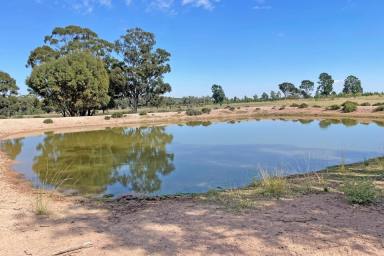 Mixed Farming For Sale - NSW - Tomingley - 2869 - Spring Paddock  (Image 2)