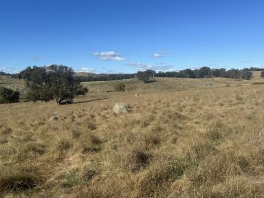 Livestock Sold - NSW - Gunning - 2581 - Premium Mixed Farming and Grazing Opportunity  (Image 2)