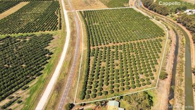 Other (Rural) For Sale - NSW - Tharbogang - 2680 - CITRUS ORCHARD ON THE EDGE OF GRIFFITH  (Image 2)