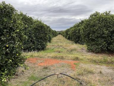 Other (Rural) For Sale - NSW - Tharbogang - 2680 - CITRUS ORCHARD ON THE EDGE OF GRIFFITH  (Image 2)