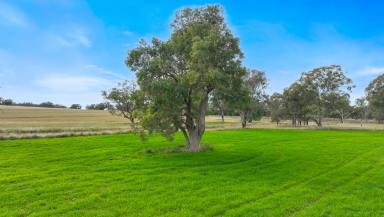 Lifestyle Sold - NSW - Duri - 2344 - PRIME LAND WITH ENDLESS POTENTIAL  (Image 2)