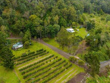 Horticulture For Sale - NSW - Jiggi - 2480 - Your Relaxed Rural Lifestyle Awaits  (Image 2)