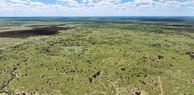 Livestock For Sale - QLD - Isisford - 4731 - Exceptional Barcoo River Backgrounding Opportunity  (Image 2)