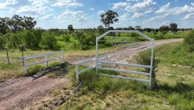 Livestock For Sale - QLD - Alpha - 4724 - Outstanding Backgrounding and Finishing Opportunity  (Image 2)