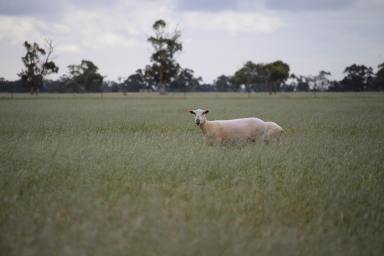 Mixed Farming For Sale - SA - Keith - 5267 - SMALL/MEDIUM ACREAGE - TOP PLAINS COUNTY - CONVENIENT TO KEITH -  (Image 2)