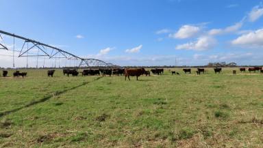 Mixed Farming For Sale - SA - Penola - 5277 - 'The Grass" EOI Due 20th June 2024  (Image 2)