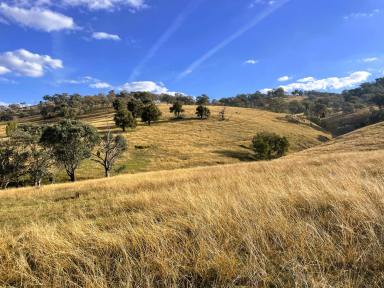 Residential Block For Sale - NSW - Gundagai - 2722 - Town and country.  (Image 2)