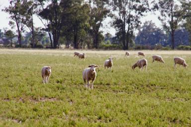 Mixed Farming For Sale - NSW - Gilgandra - 2827 - Quality Mixed Farming Asset  (Image 2)