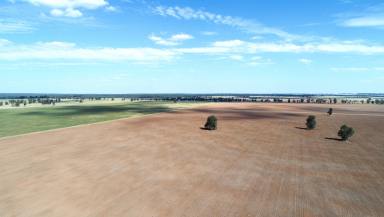 Mixed Farming For Sale - NSW - Gilgandra - 2827 - Quality Mixed Farming Asset  (Image 2)