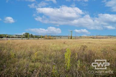 Residential Block For Sale - NSW - Glen Innes - 2370 - 1ha Block Close To Town  (Image 2)