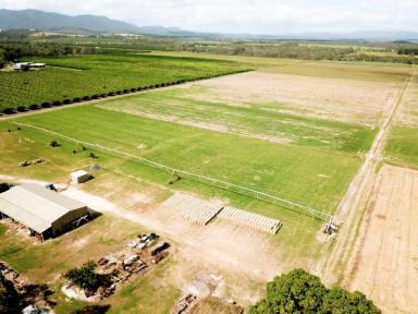 Mixed Farming For Sale - QLD - Mareeba - 4880 - GOOD WATER, ANY CROP YOU DESIRE OR SIMPLY LIFESTYLE WITH INCOME!  (Image 2)